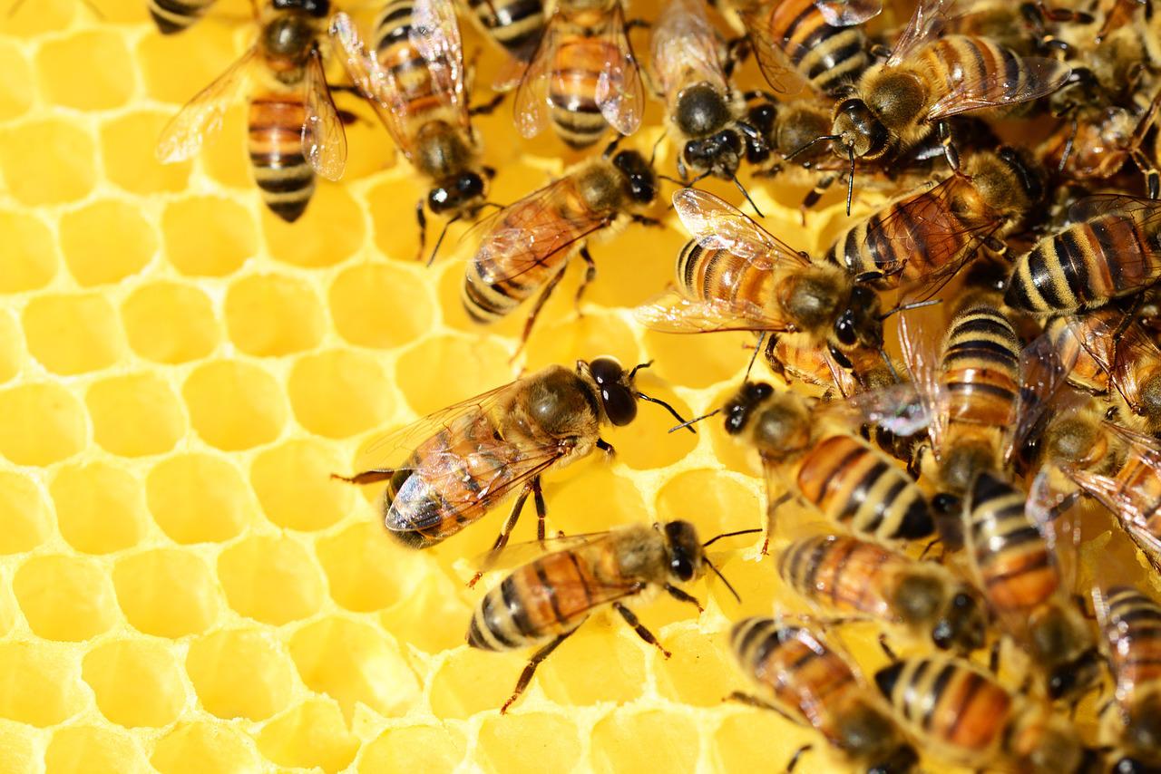 Zoom sur 6 différents modèles de chasse abeilles 